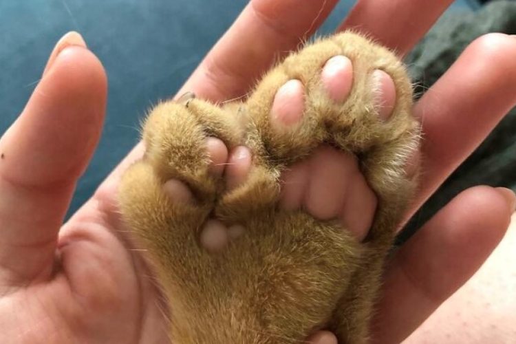 polidactilia en gatos