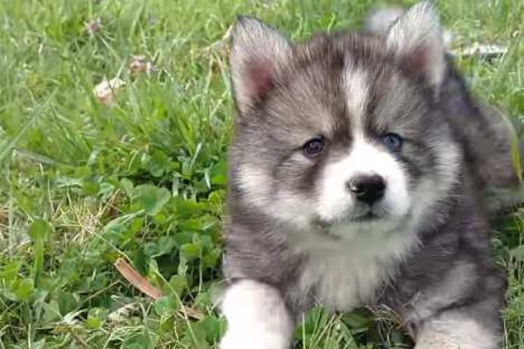 Pomsky cachorro en un césped.