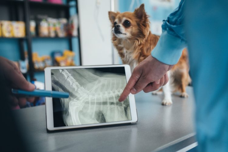 precio radiografía perros