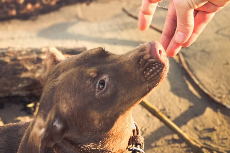 cuánto cuestan los premios para perros
