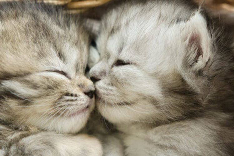 como presentar a dos gatos