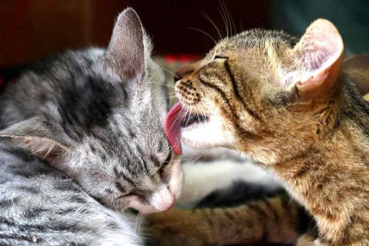 presentar a dos gatos