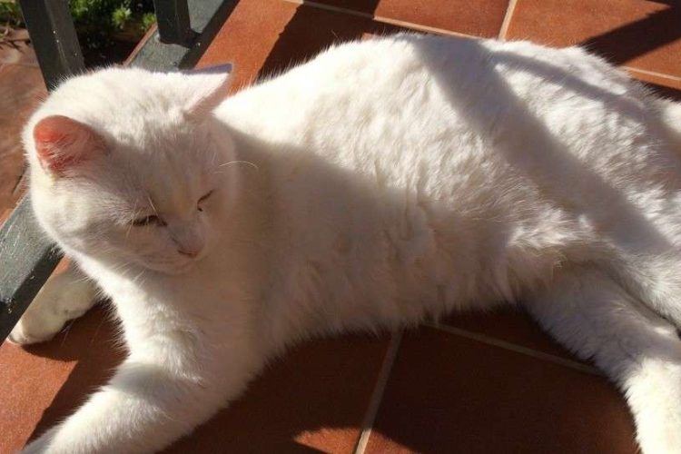 Primordial gatos