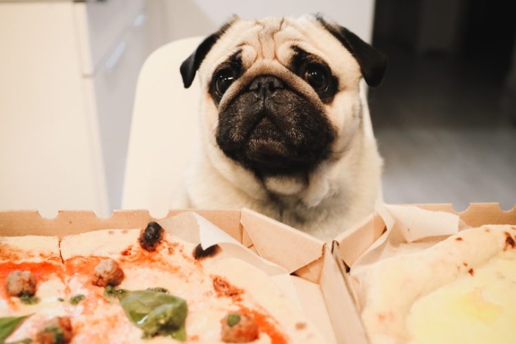 problemas digestivos perro
