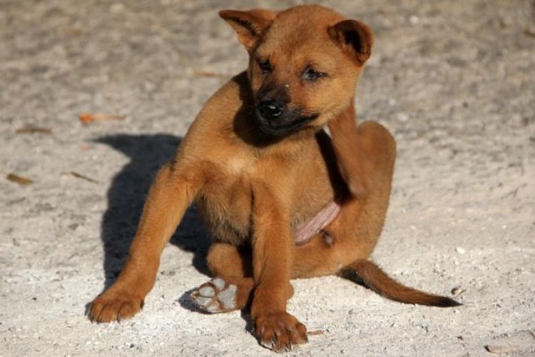 como eliminar las pulgas de mi perro