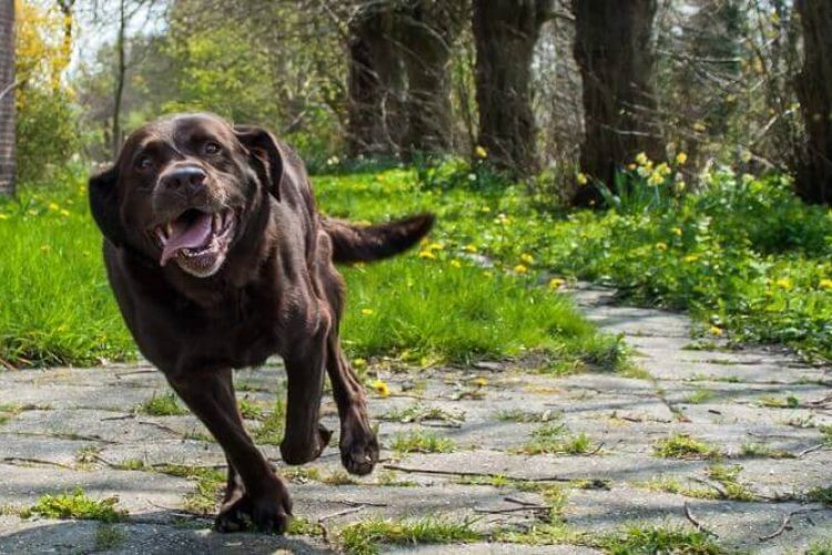 que hacer con un perro hiperactiivo