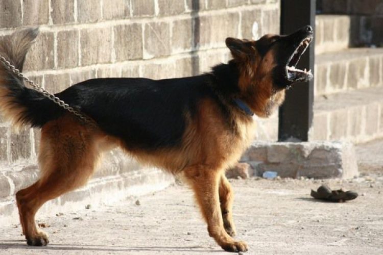 rabia en perros