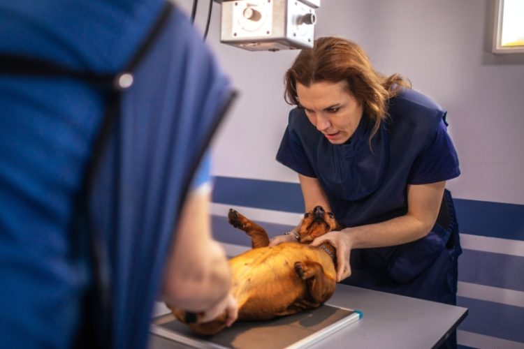 radiografía animales