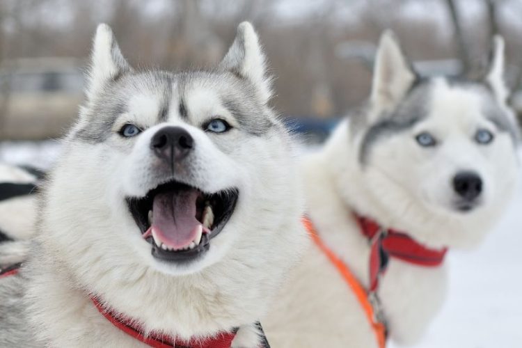 razas de perros que mejor soportan el frío