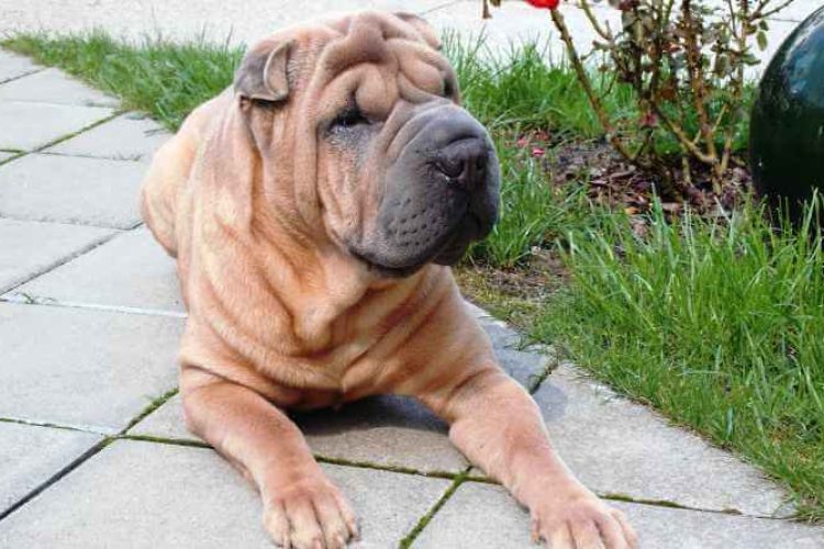 Esta es una de las razas de perro domesticadas por el hombre