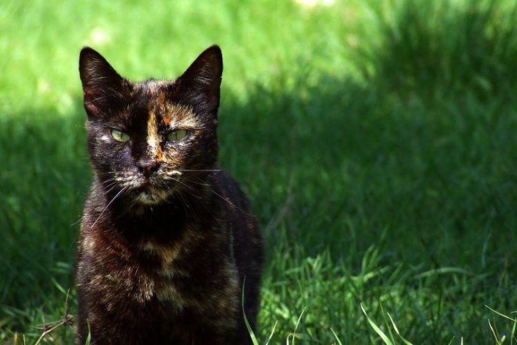 razas exóticas de gatos