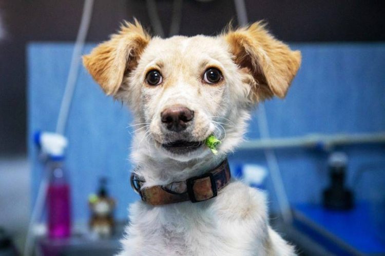 recomendaciones para tratamiento de perros