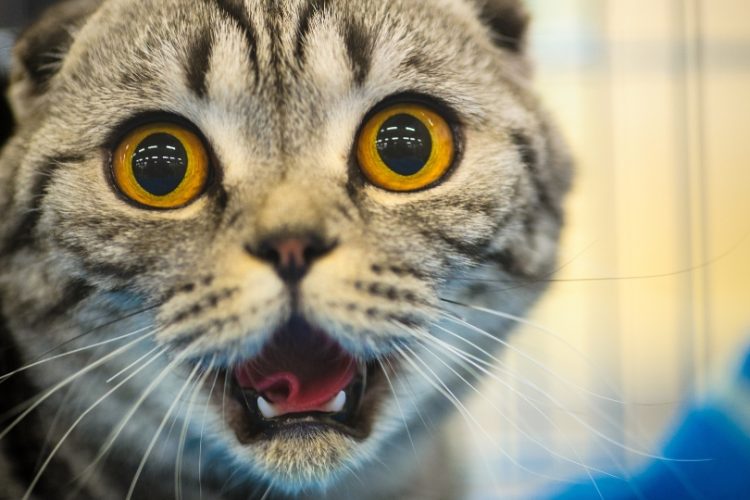 reflejo flehmen en animales