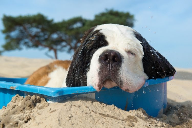 refrescar perro