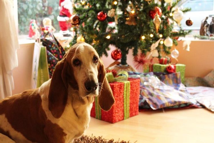 regalos para perros en navidad