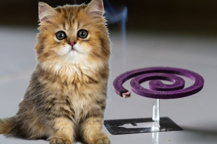 repelente para gatos