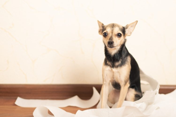 salmonella en perros