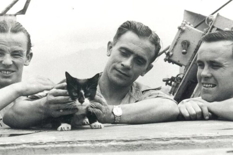 El gato Sam héroe de guerra
