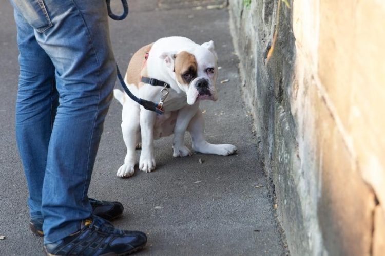 sangre en las heces de un perro