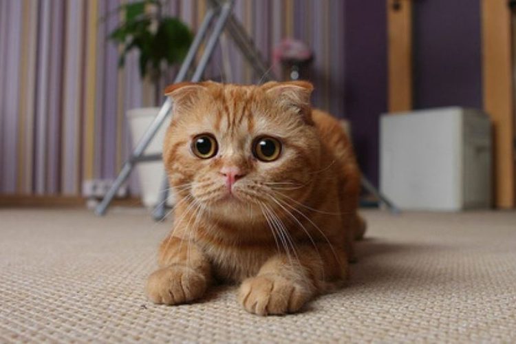 Scottish Fold, razas de gatos más exóticas