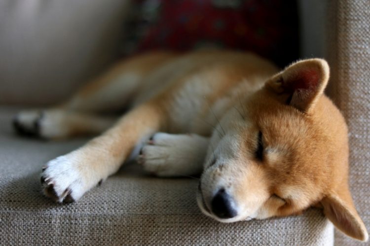 Perros más longevos esperanza de vida