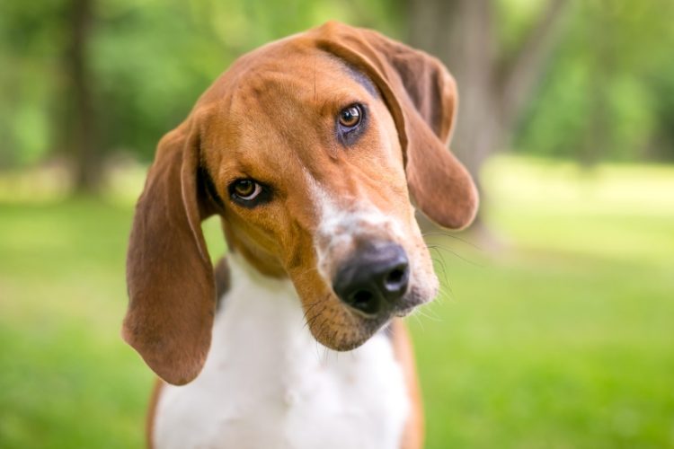 significado de las acciones de los perros