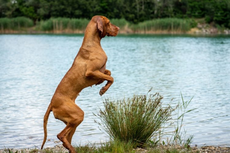 Síndrome de la cola fría en perros