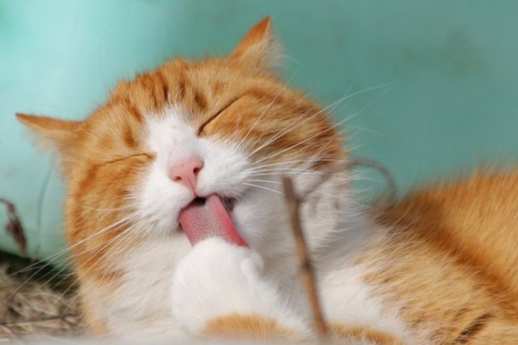 Síndrome felino