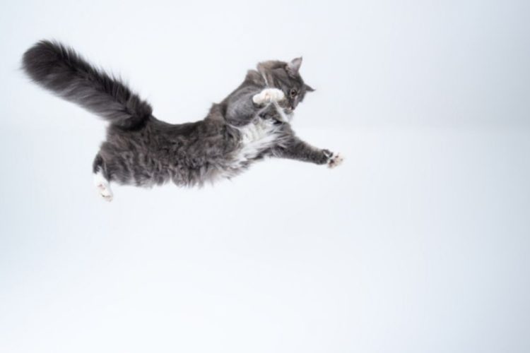 gato volador