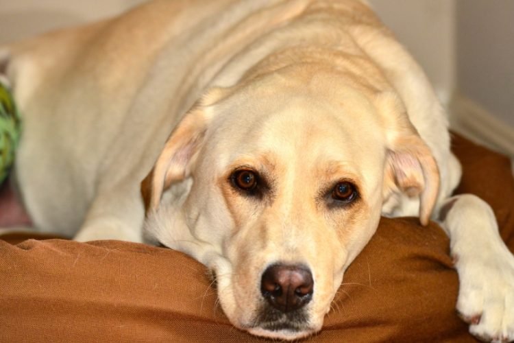 síntomas de problemas de salud en mascotas