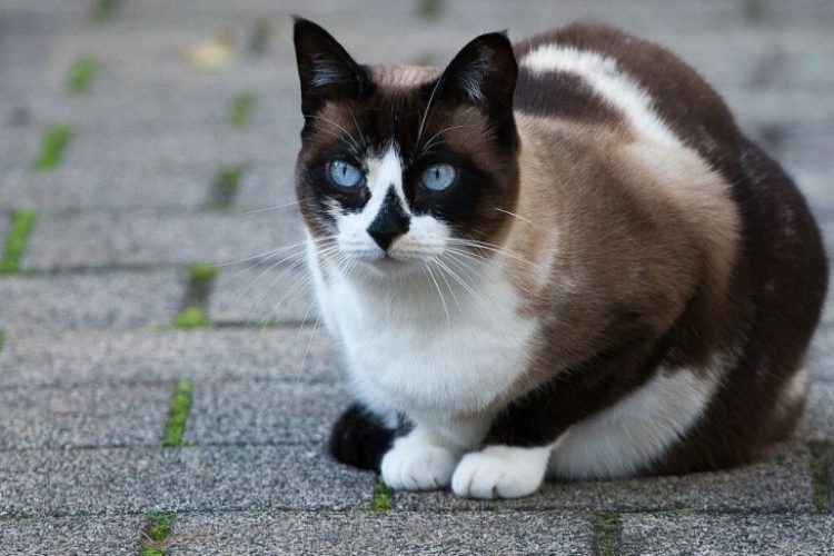 snowshoe gatos