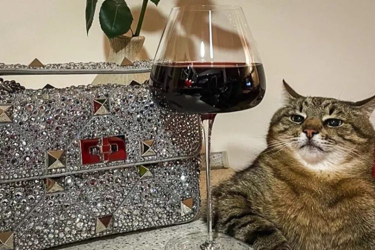 stepan-gato-influencer