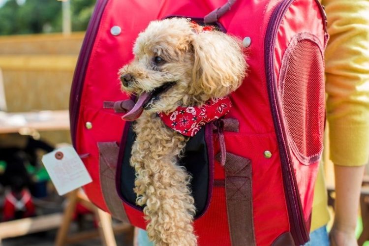 tamaño de un caniche toy