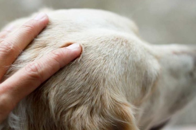 Tellington Ttouch para perros