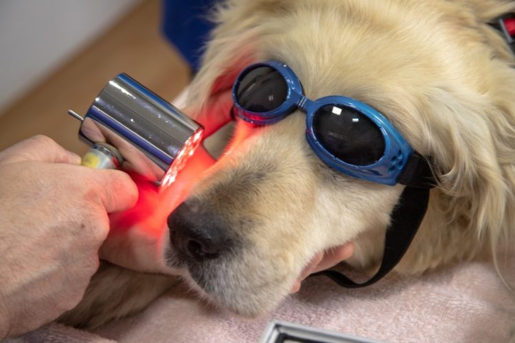 terapia láser para perros