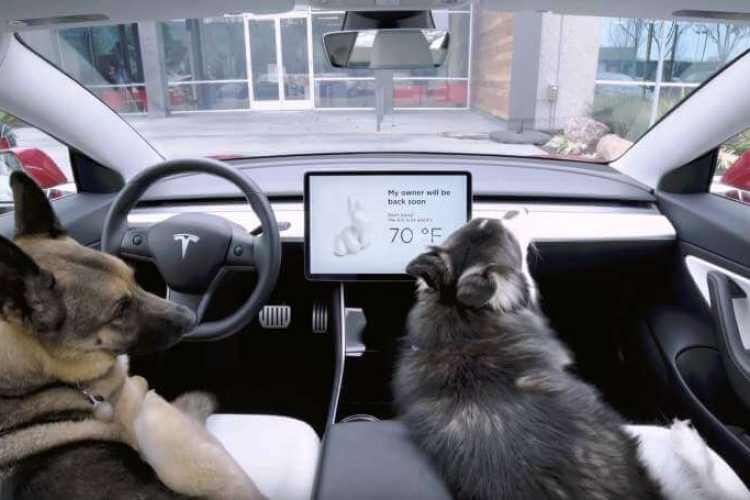 Perros en un vehículo Tesla