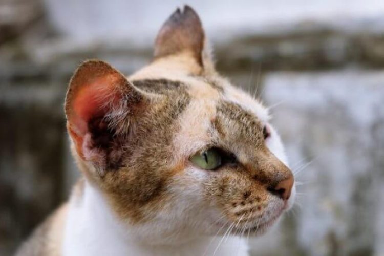 Saber todo sobre la tiña en gatos.