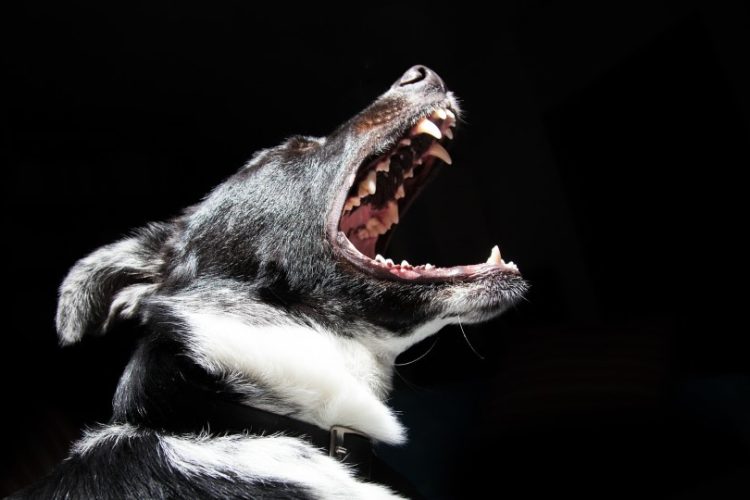 tos en perros