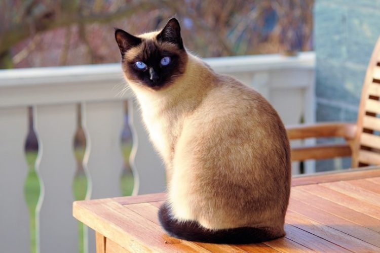Toxoplasmosis en un gato