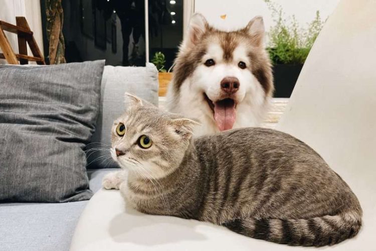 miedo de los gatos a los perros