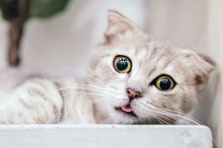 miedo en gatos