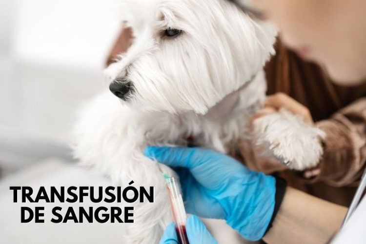 transfusión de sangre en perros y gatos