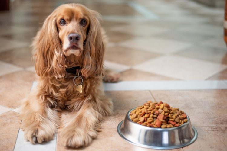 trastorno alimenticio en perros