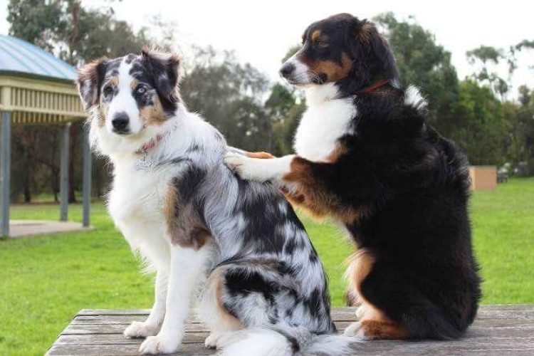 trastornos en perros