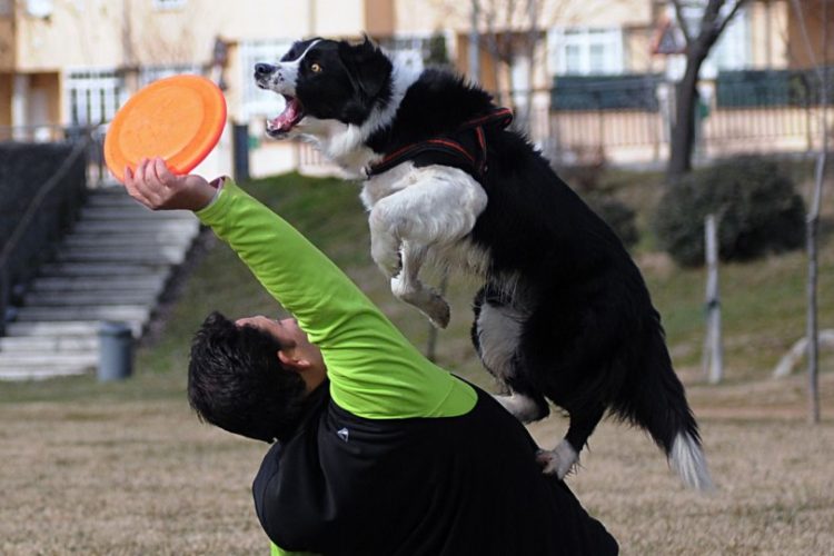Trickdogging en perros