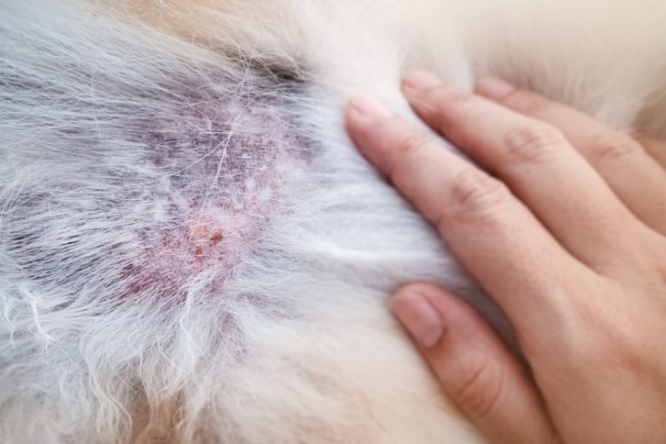 tumor de mastocitos