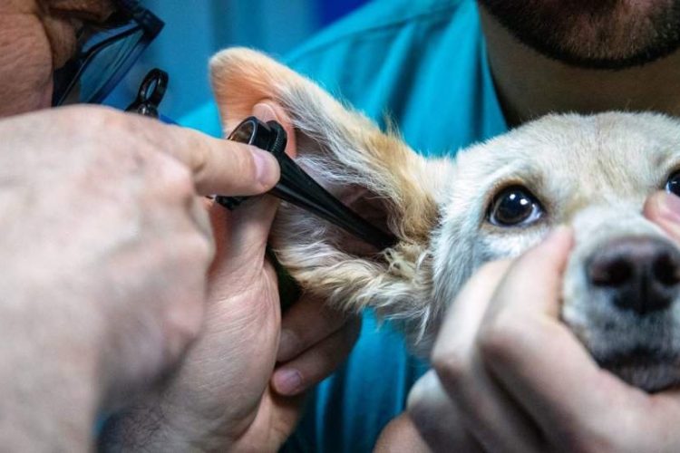urgencia clínica para veterinarios