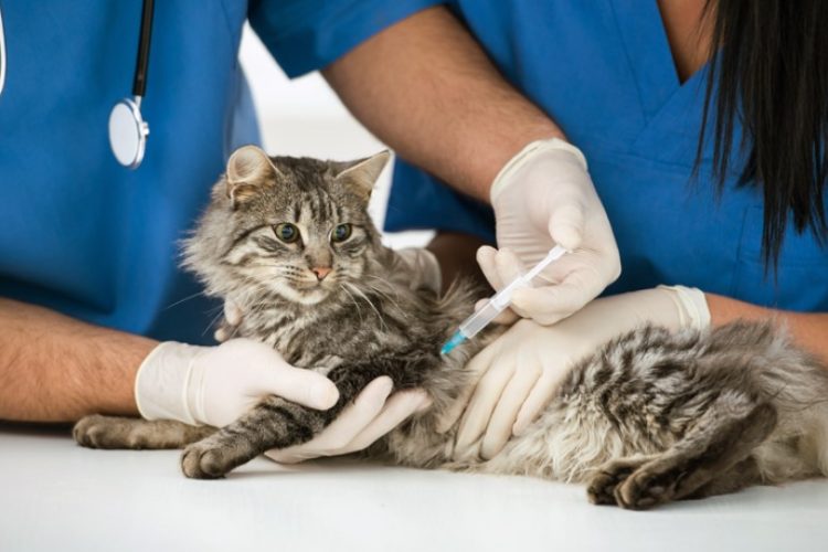 vacunas y desparasitaciones en gatos
