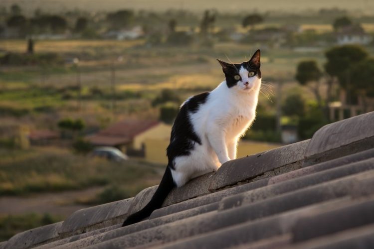 7 vidas de los gatos