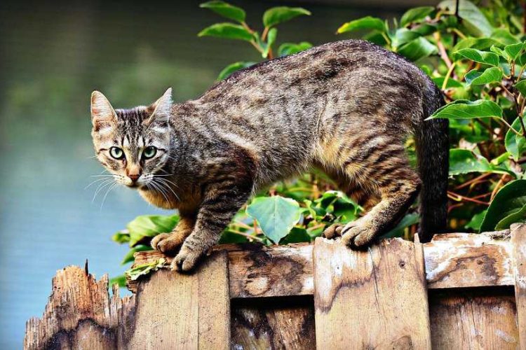 vif en gatos